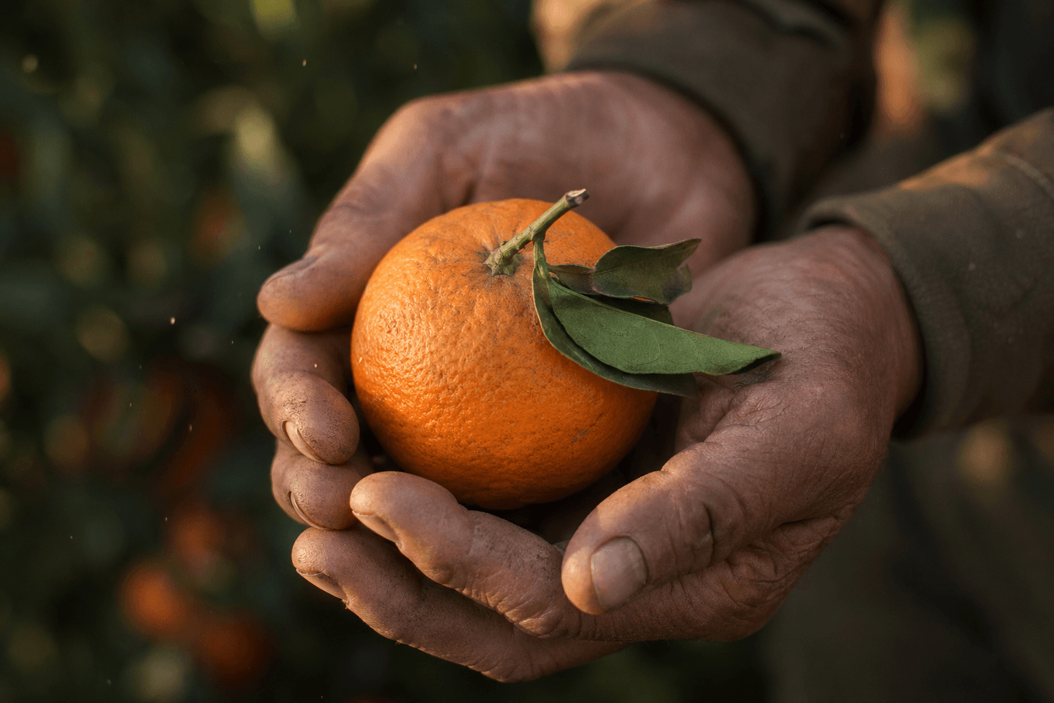 Hand-harvesting an orange in the Souss orchard